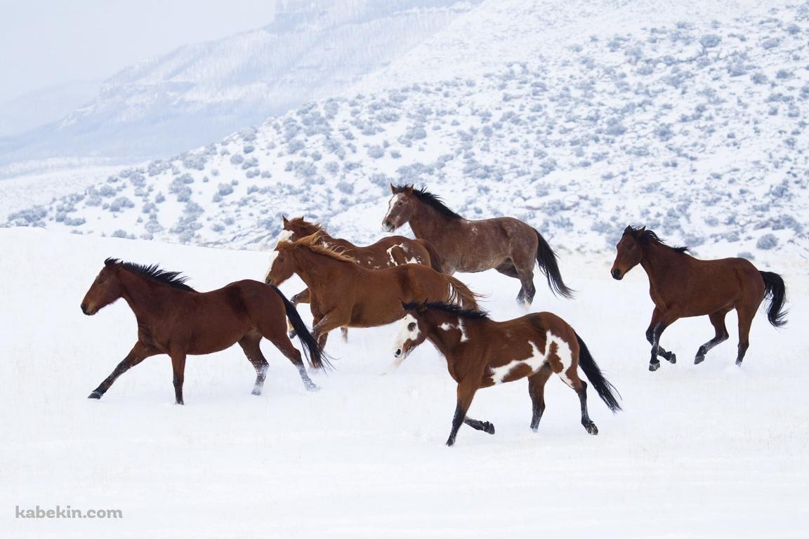 雪原を走る野生の馬の壁紙(1152px x 768px) 高画質 PC・デスクトップ用
