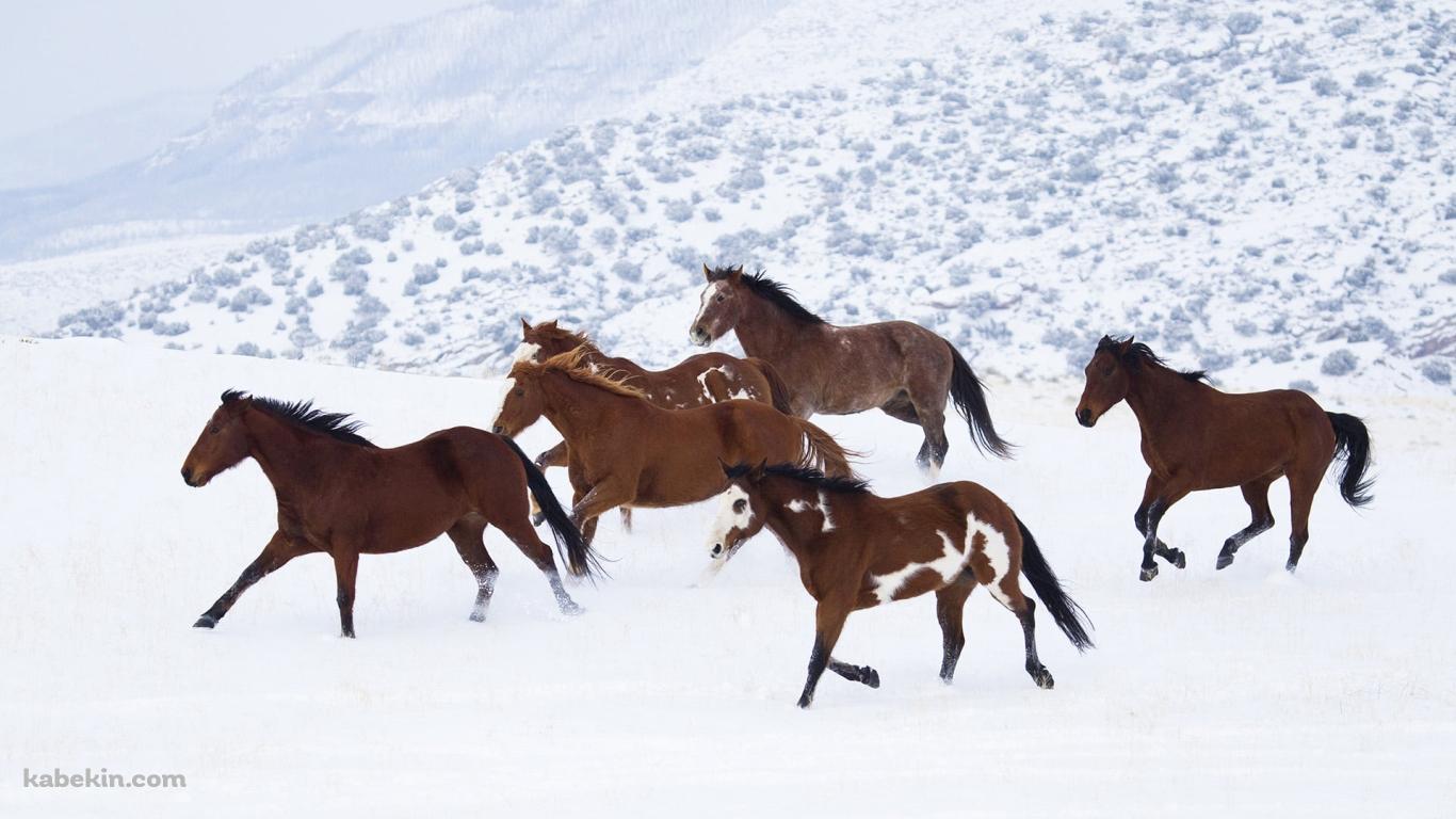 雪原を走る野生の馬の壁紙(1366px x 768px) 高画質 PC・デスクトップ用