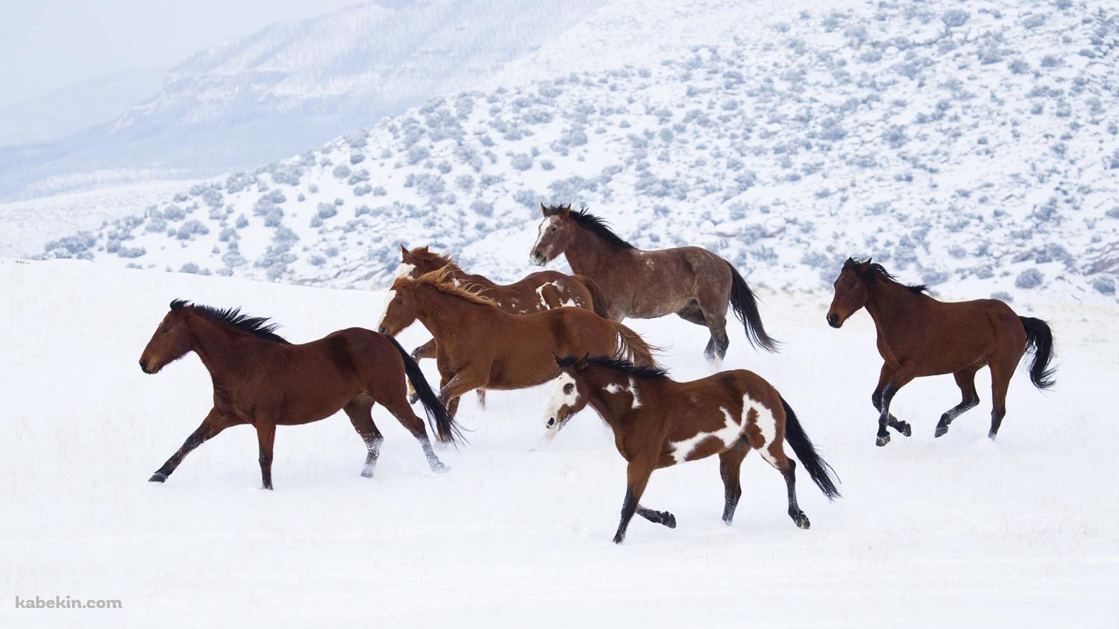 雪原を走る野生の馬の壁紙(1600px x 900px) 高画質 PC・デスクトップ用