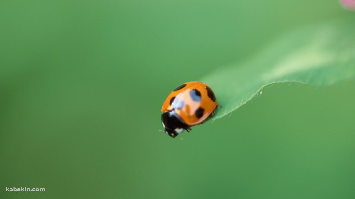 草の先端にとまるテントウムシの壁紙(1366px x 768px) 高画質 PC・デスクトップ用