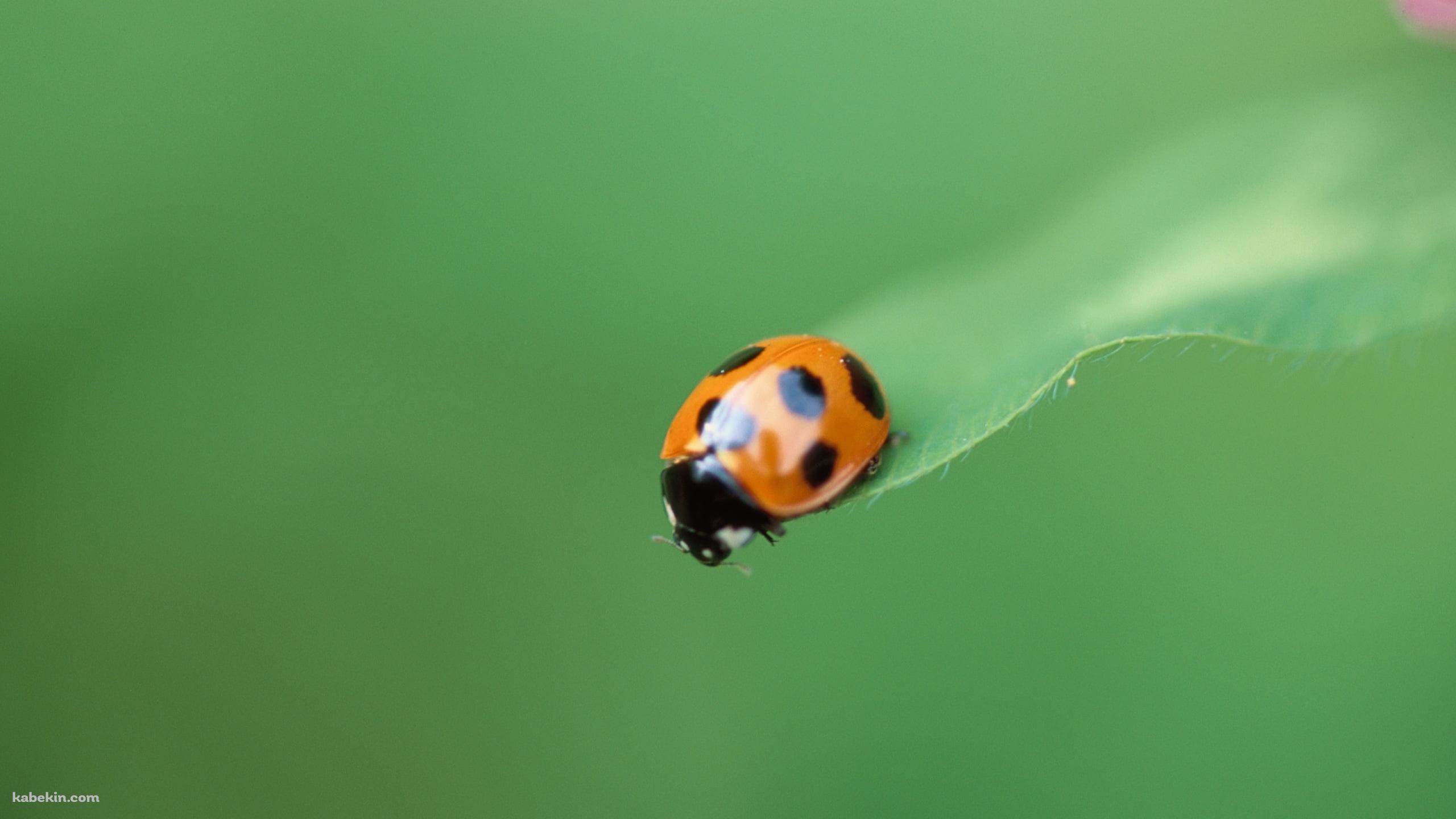 草の先端にとまるテントウムシの壁紙(2560px x 1440px) 高画質 PC・デスクトップ用