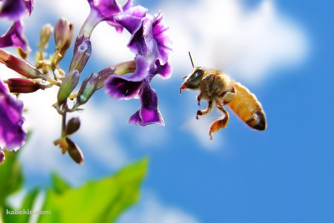 紫の花と蜂の壁紙(1152px x 768px) 高画質 PC・デスクトップ用