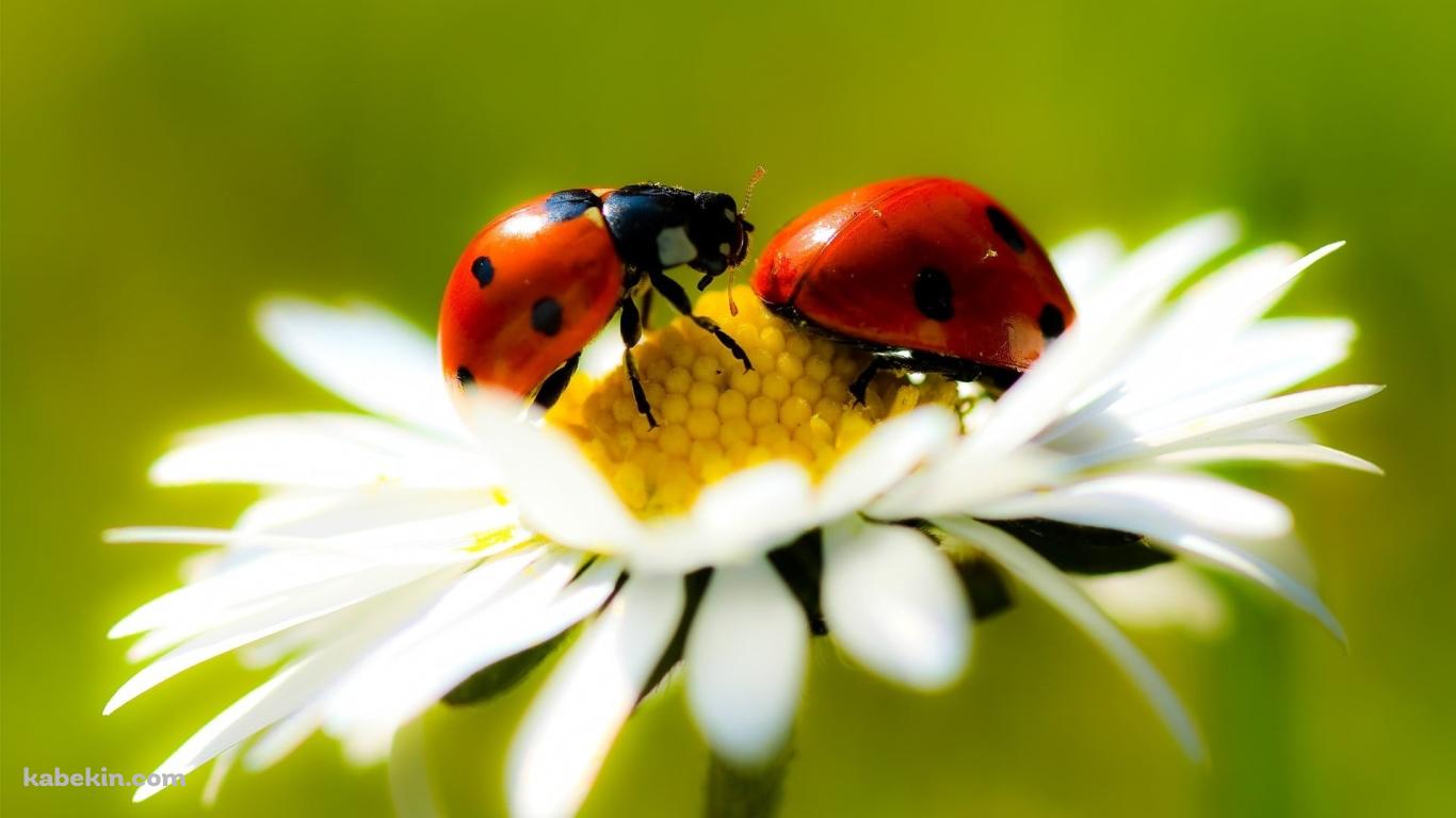 白い花にとまる赤いテントウムシの壁紙(1366px x 768px) 高画質 PC・デスクトップ用