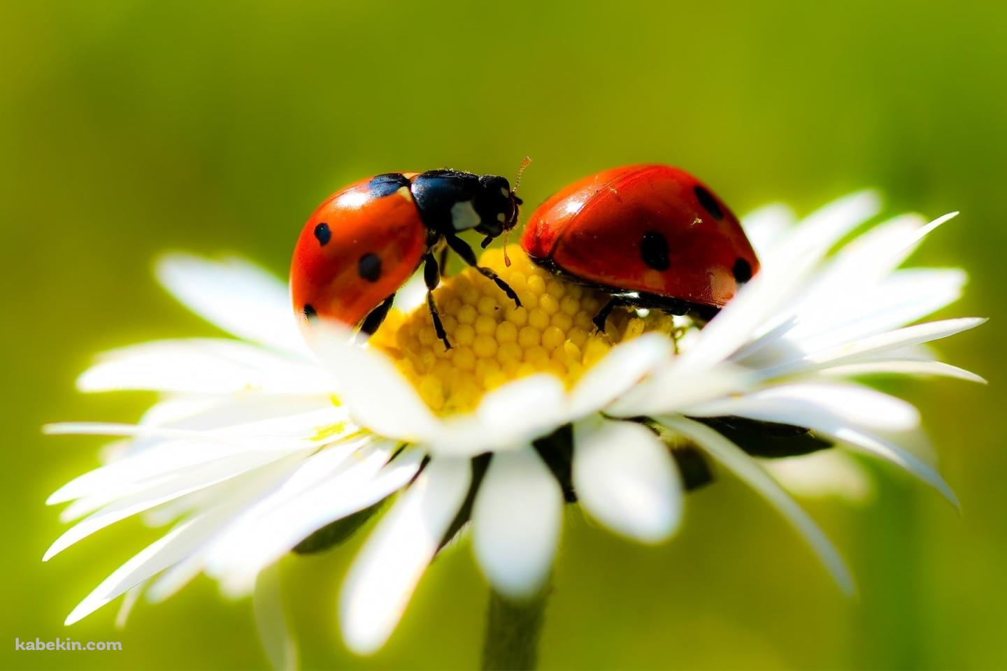 白い花にとまる赤いテントウムシの壁紙(1440px x 960px) 高画質 PC・デスクトップ用