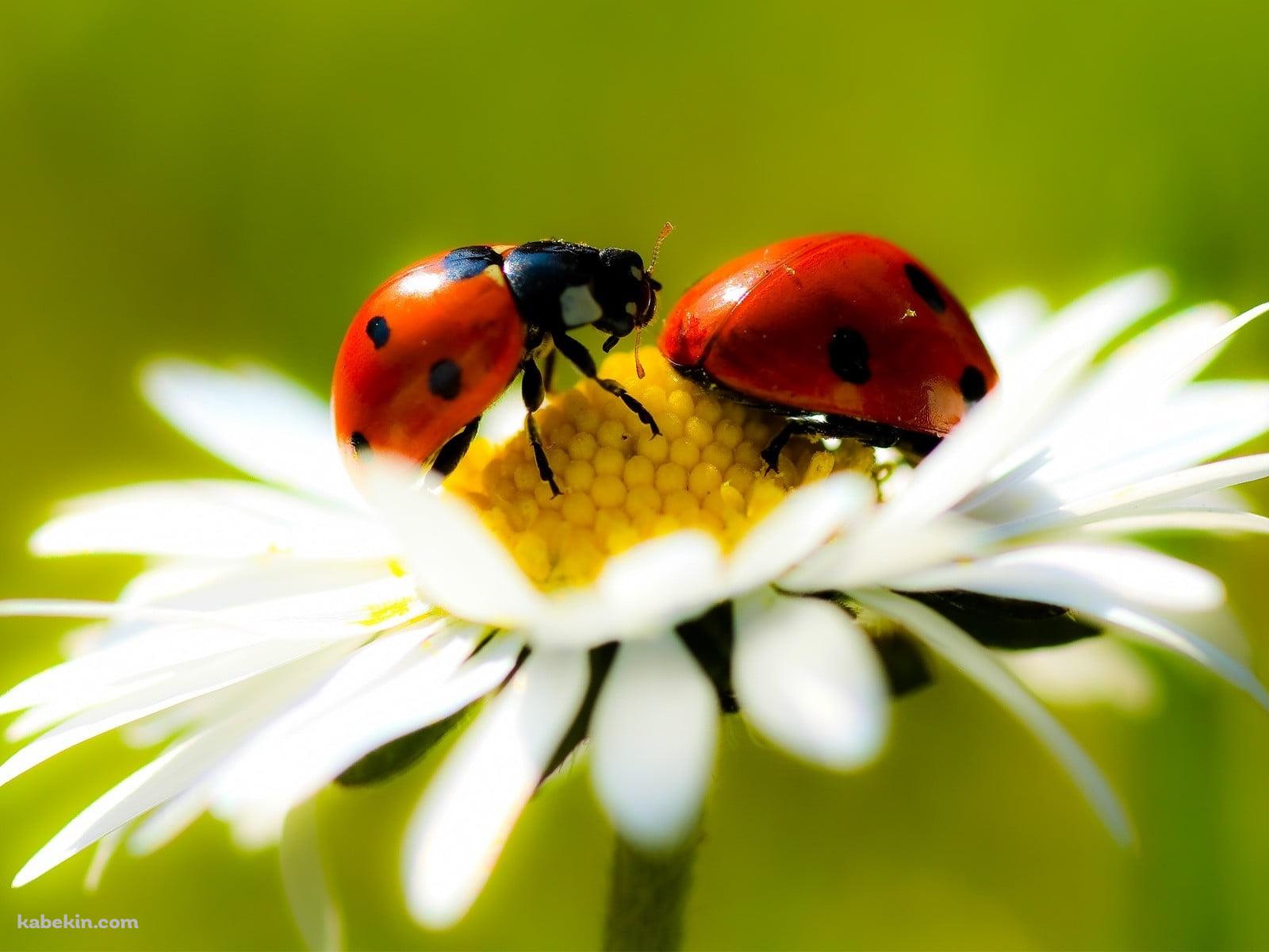 白い花にとまる赤いテントウムシの壁紙(1600px x 1200px) 高画質 PC・デスクトップ用