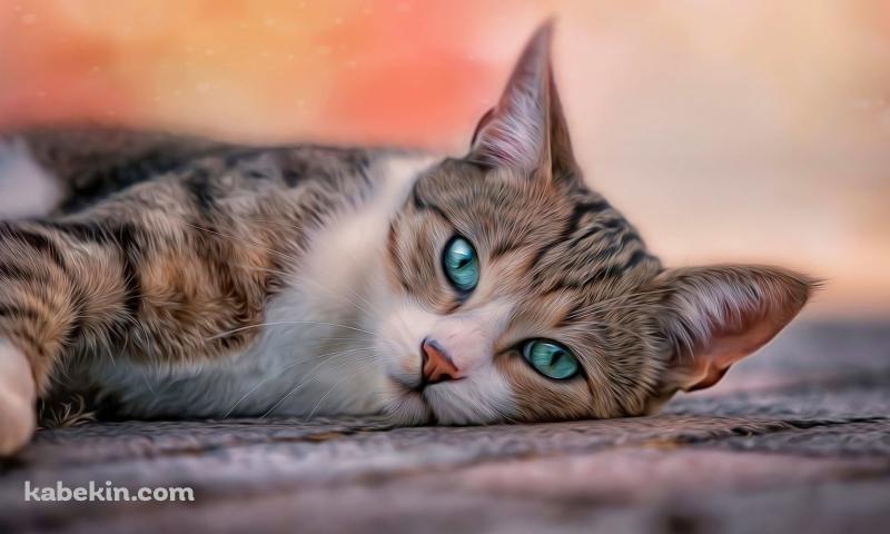 床に寝そべる緑の瞳の子猫の壁紙(800px x 480px) 高画質 PC・デスクトップ用