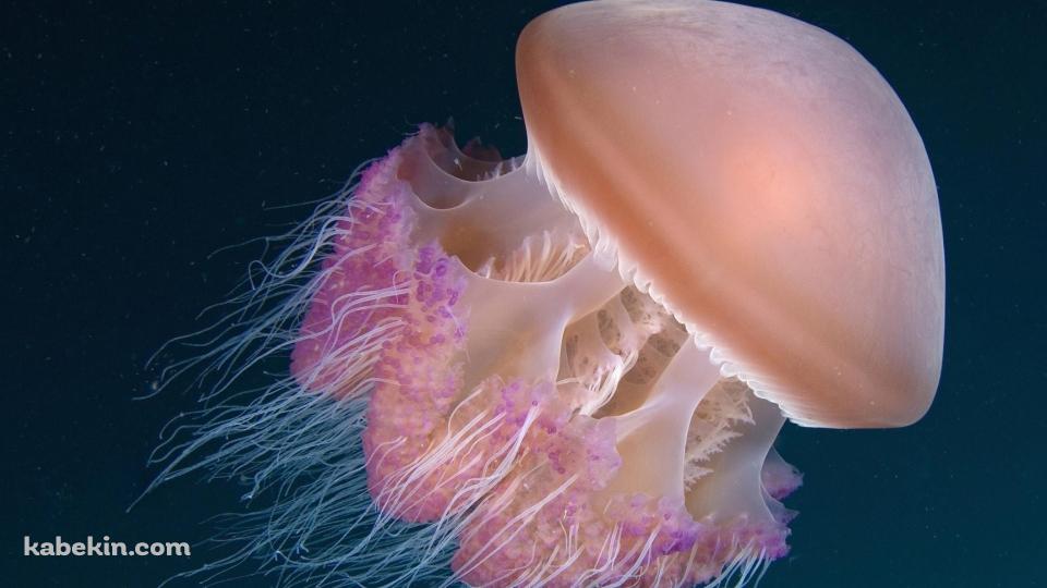 ピンクのクラゲ / リクノリーザ・ルサーナの壁紙(960px x 540px) 高画質 PC・デスクトップ用