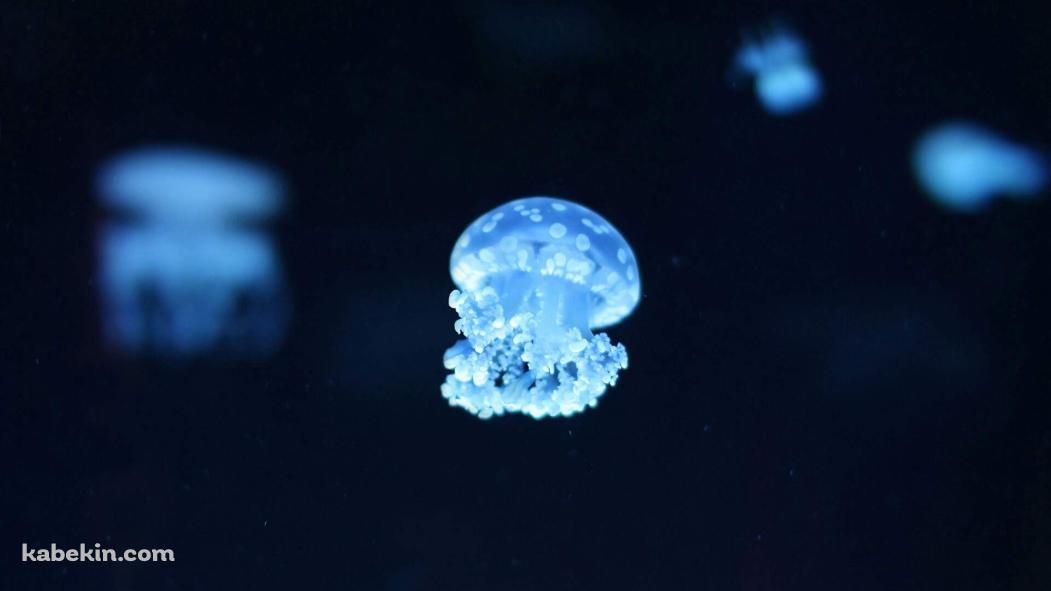 水色の小さなクラゲの壁紙(1051px x 591px) 高画質 PC・デスクトップ用