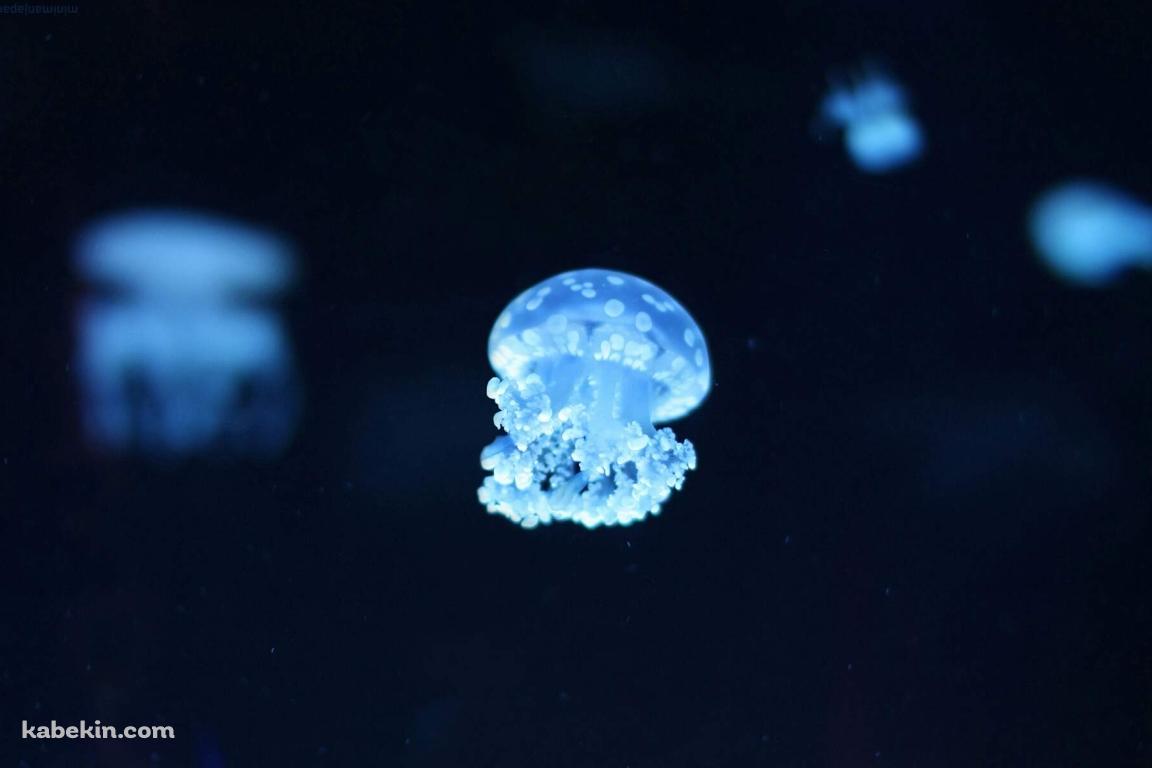 水色の小さなクラゲの壁紙(1152px x 768px) 高画質 PC・デスクトップ用