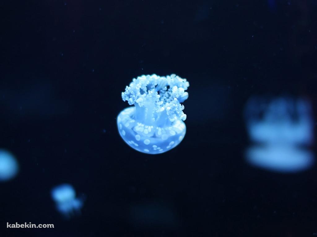 逆さまの水色の小さなクラゲの壁紙(1024px x 768px) 高画質 PC・デスクトップ用
