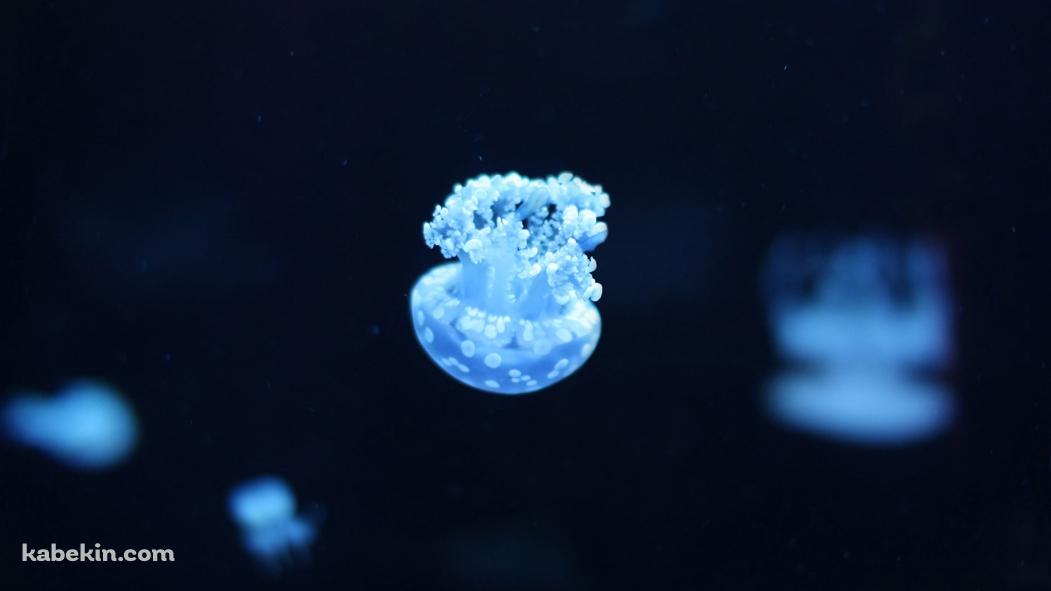 逆さまの水色の小さなクラゲの壁紙(1051px x 591px) 高画質 PC・デスクトップ用