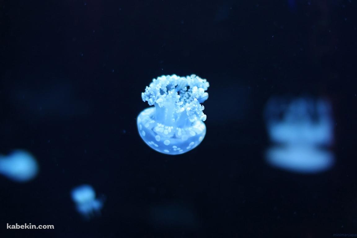 逆さまの水色の小さなクラゲの壁紙(1152px x 768px) 高画質 PC・デスクトップ用