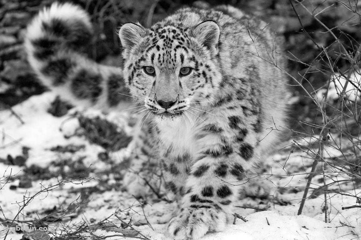 ユキヒョウ / モノクロの壁紙(1152px x 768px) 高画質 PC・デスクトップ用