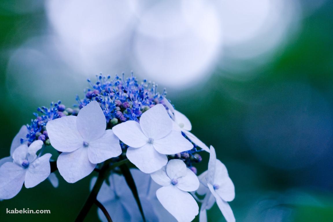 白い花 / 紫陽花 / 6月の壁紙(1152px x 768px) 高画質 PC・デスクトップ用