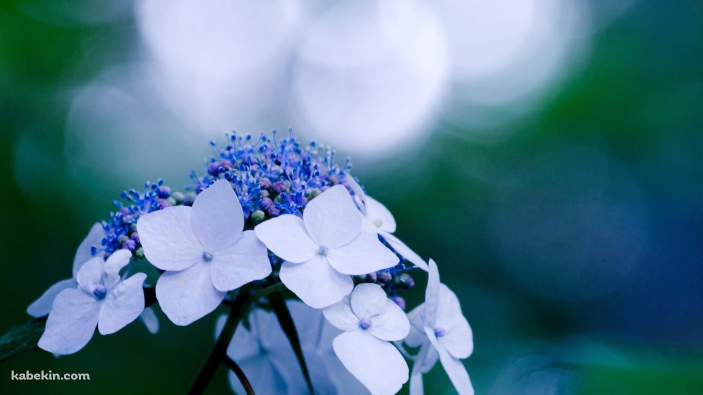 白い花 / 紫陽花 / 6月の壁紙(1366px x 768px) 高画質 PC・デスクトップ用