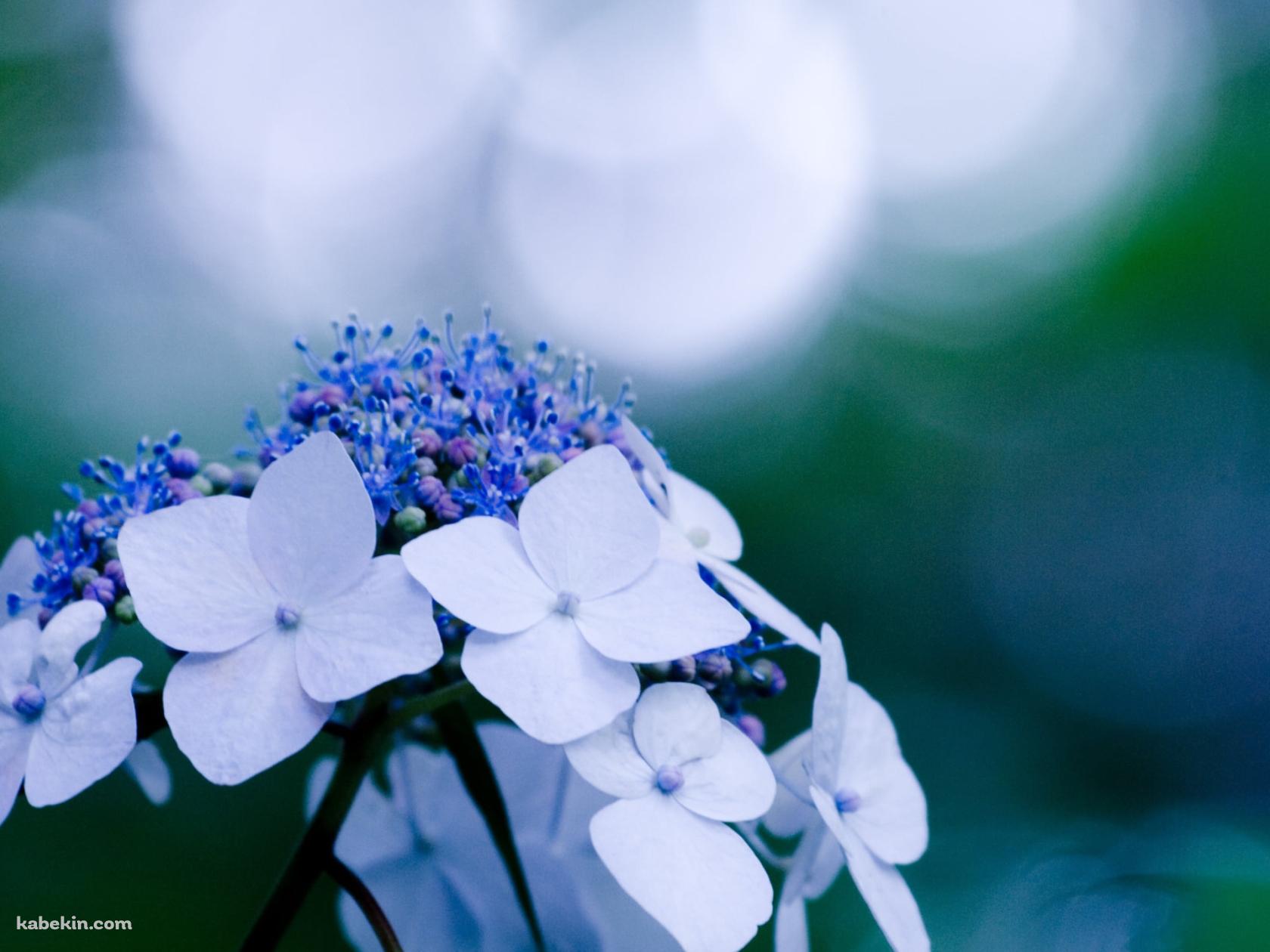 白い花 / 紫陽花 / 6月の壁紙(1680px x 1260px) 高画質 PC・デスクトップ用