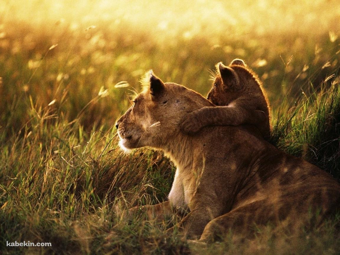 母親の首元に抱きつくライオンの子供の壁紙(1152px x 864px) 高画質 PC・デスクトップ用
