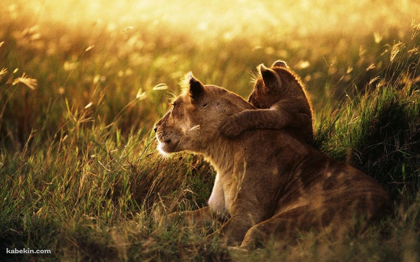 母親の首元に抱きつくライオンの子供の壁紙(1440px x 900px) 高画質 PC・デスクトップ用