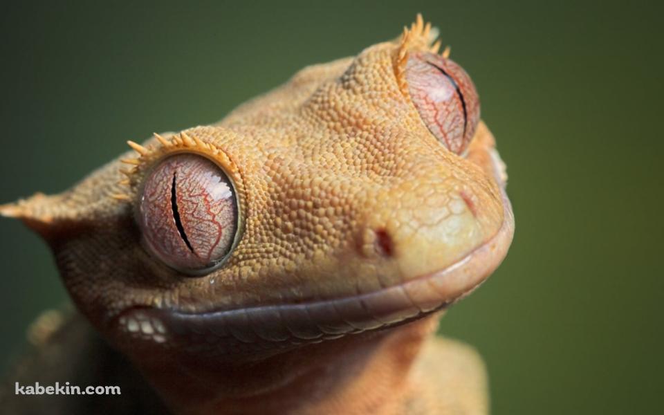 黄色いトカゲの顔のアップの壁紙(960px x 600px) 高画質 PC・デスクトップ用