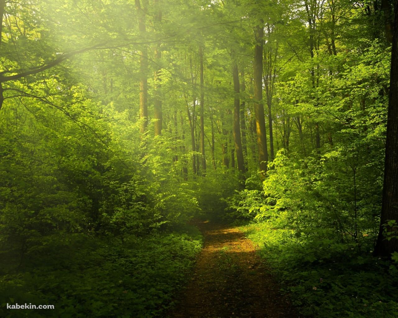 光り射す緑の森 / 轍の壁紙(1280px x 1024px) 高画質 PC・デスクトップ用