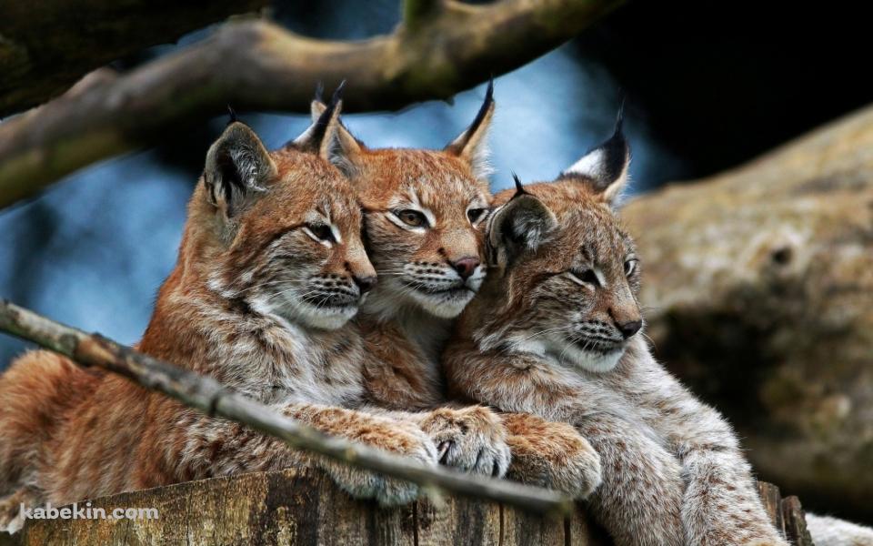 寄り添うオオヤマネコの子供の壁紙(960px x 600px) 高画質 PC・デスクトップ用