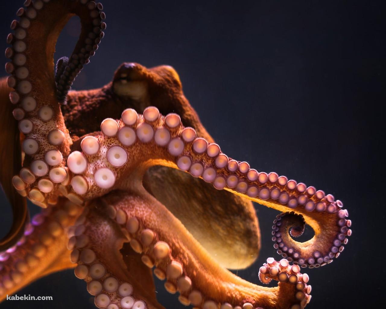 水槽にはりつく大きなタコ / 吸盤の壁紙(1280px x 1024px) 高画質 PC・デスクトップ用