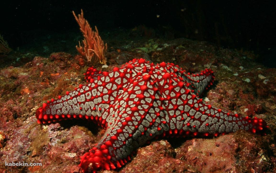 赤と灰色のヒトデの壁紙(1152px x 720px) 高画質 PC・デスクトップ用