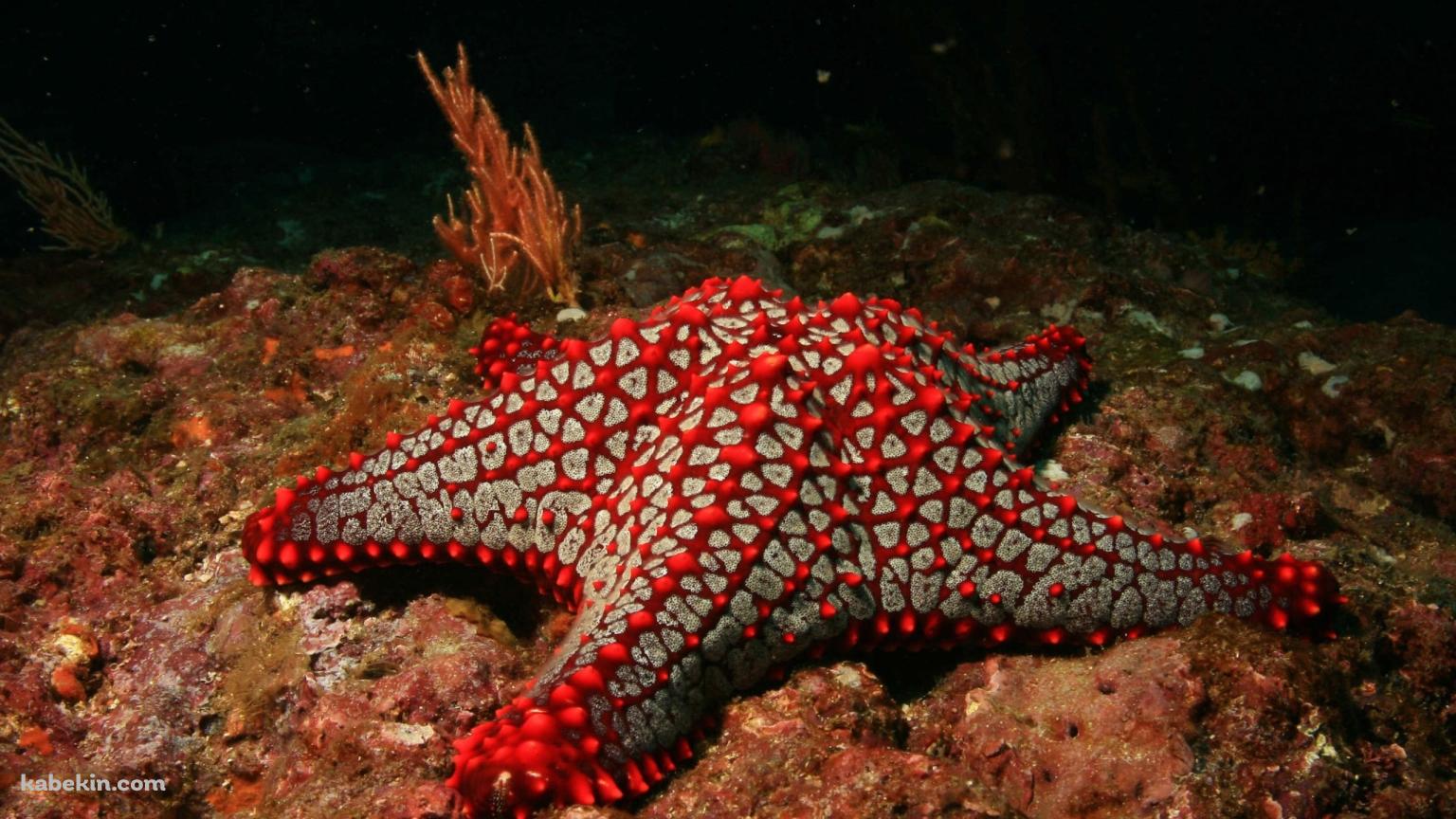 赤と灰色のヒトデの壁紙(1536px x 864px) 高画質 PC・デスクトップ用