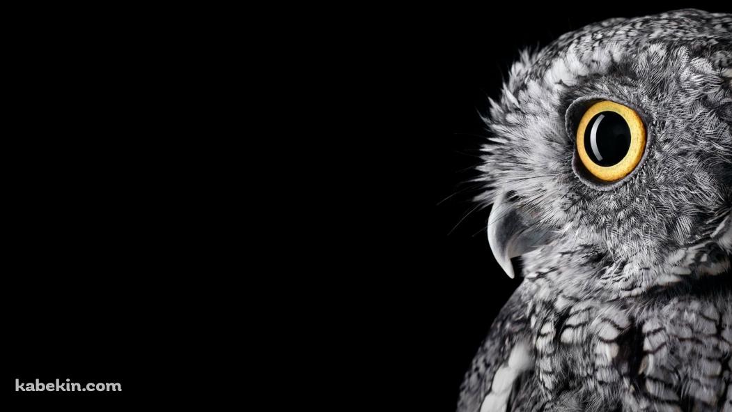 黄色い瞳のフクロウ / Owlの壁紙(1051px x 591px) 高画質 PC・デスクトップ用