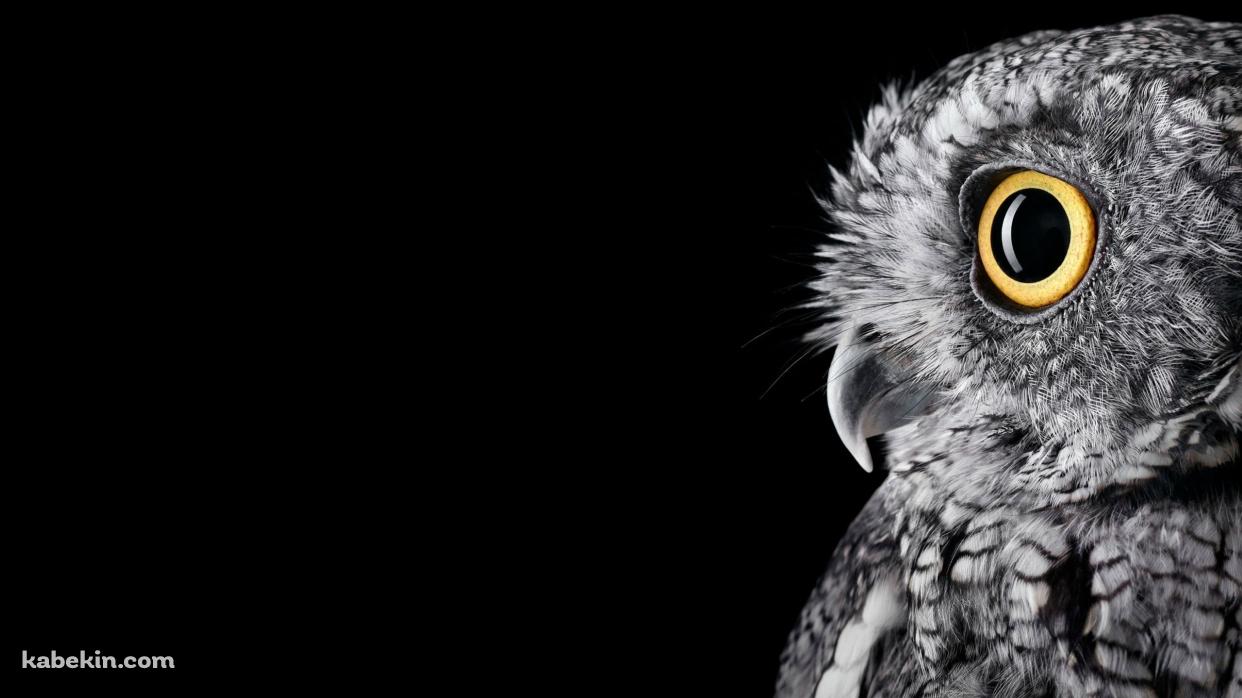 黄色い瞳のフクロウ / Owlの壁紙(1242px x 698px) 高画質 PC・デスクトップ用