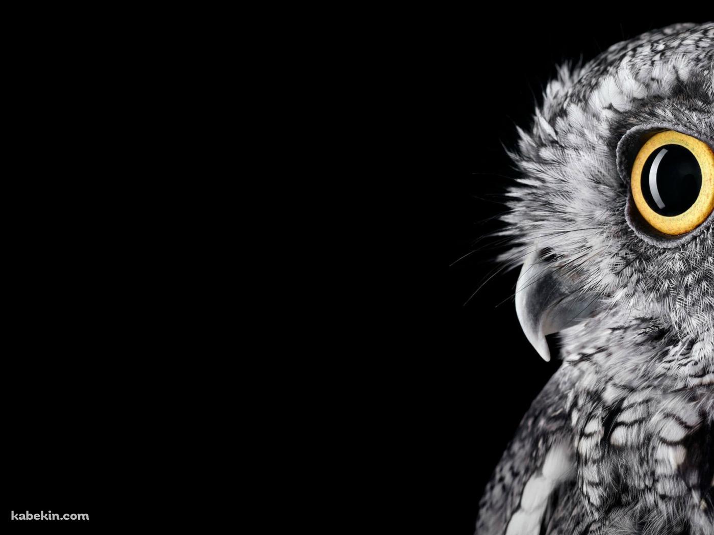 黄色い瞳のフクロウ / Owlの壁紙(1400px x 1050px) 高画質 PC・デスクトップ用