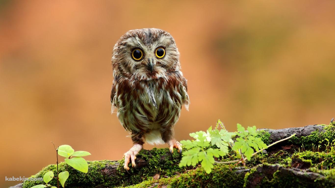 木にとまる小さなフクロウの壁紙(1366px x 768px) 高画質 PC・デスクトップ用