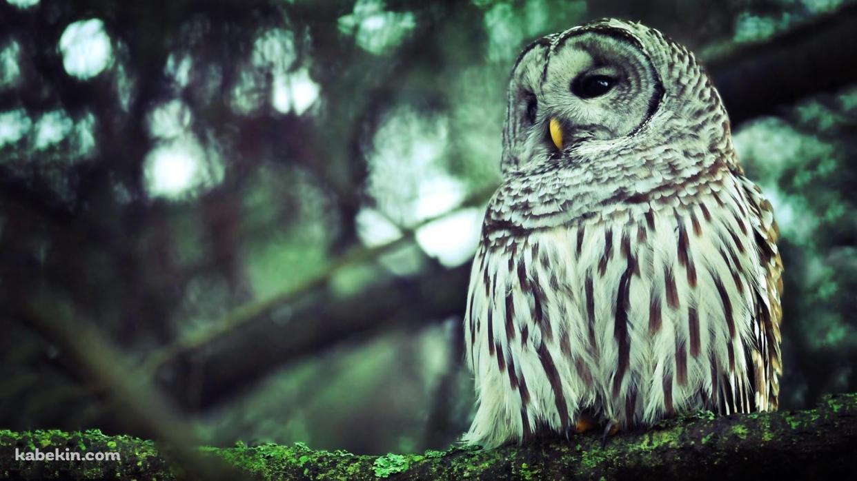 森の中の木にとまるフクロウの壁紙(1242px x 698px) 高画質 PC・デスクトップ用