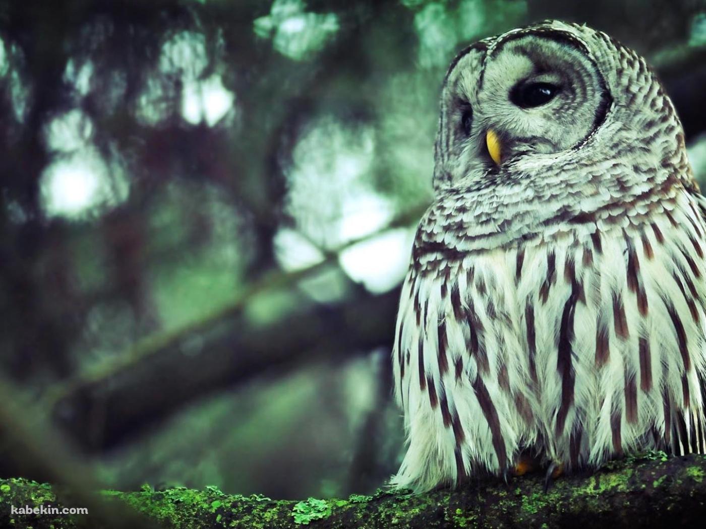 森の中の木にとまるフクロウの壁紙(1400px x 1050px) 高画質 PC・デスクトップ用