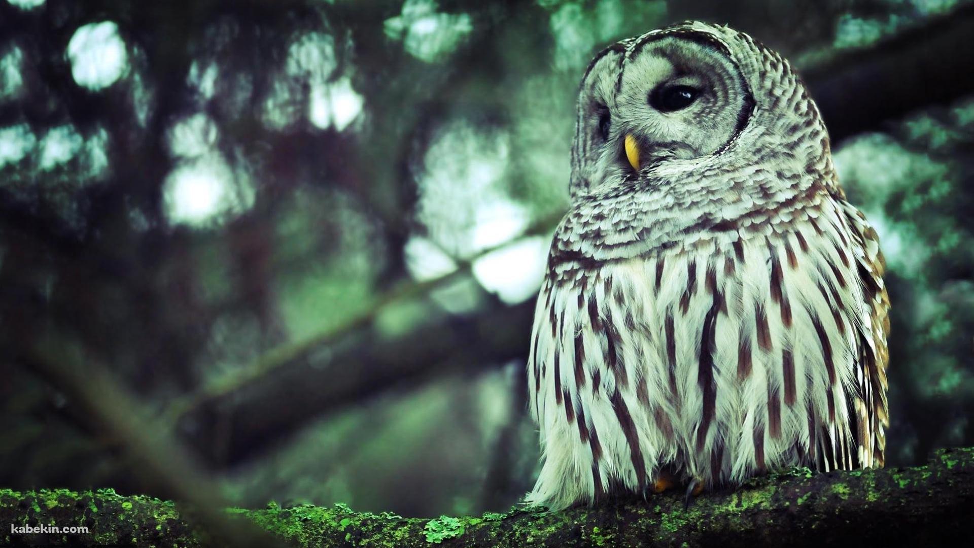 森の中の木にとまるフクロウの壁紙(1920px x 1080px) 高画質 PC・デスクトップ用