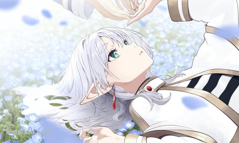 ヒンメルの手に触れるフリーレン / 蒼月草 / 葬送のフリーレンの壁紙(800px x 480px) 高画質 PC・デスクトップ用