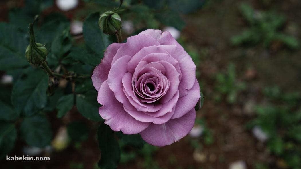 淡い紫の薔薇の花の壁紙(1051px x 591px) 高画質 PC・デスクトップ用