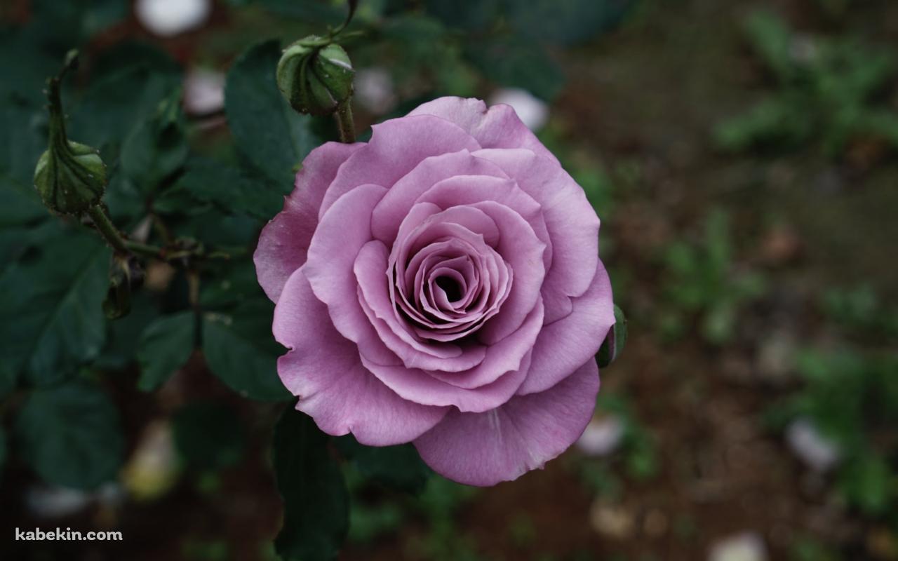 淡い紫の薔薇の花の壁紙(1280px x 800px) 高画質 PC・デスクトップ用