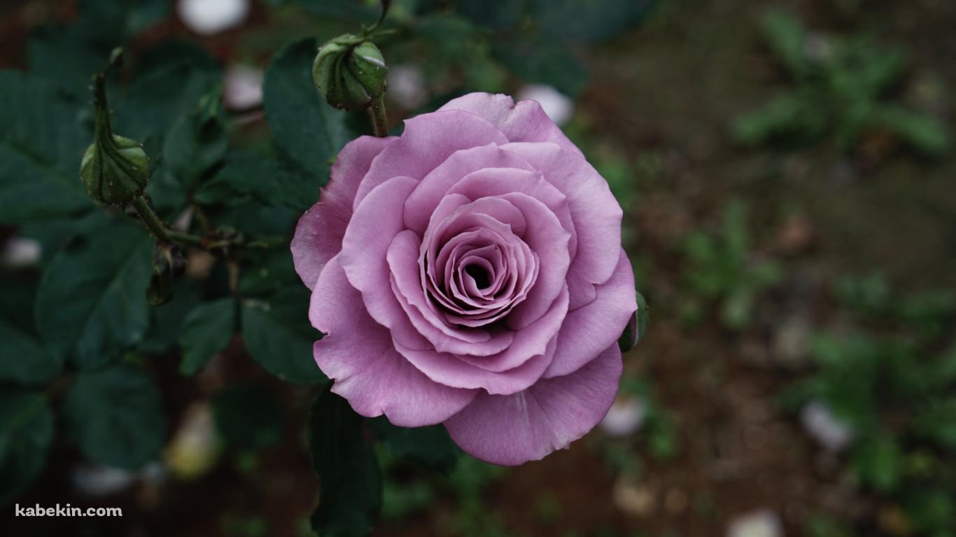 淡い紫の薔薇の花の壁紙(1366px x 768px) 高画質 PC・デスクトップ用