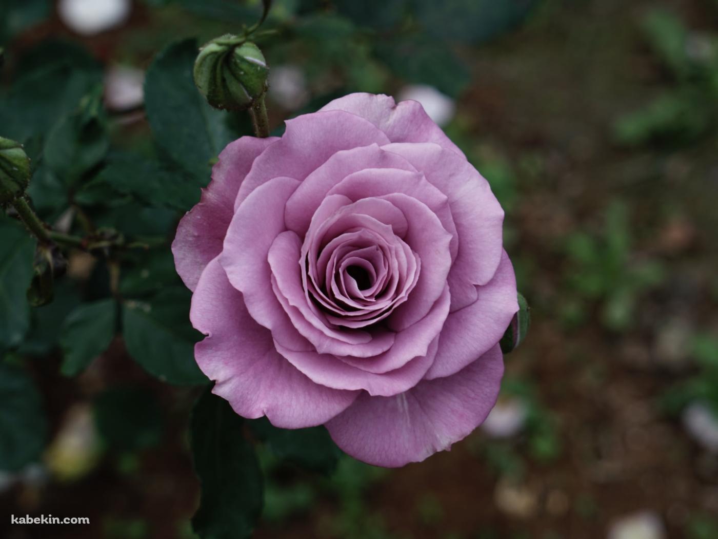 淡い紫の薔薇の花の壁紙(1400px x 1050px) 高画質 PC・デスクトップ用