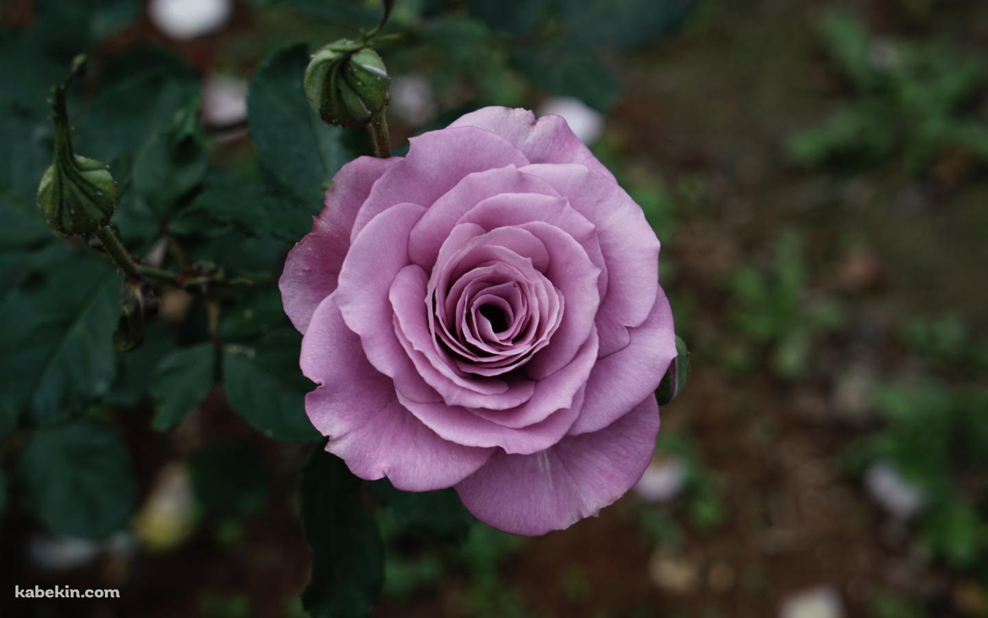 淡い紫の薔薇の花の壁紙(1440px x 900px) 高画質 PC・デスクトップ用