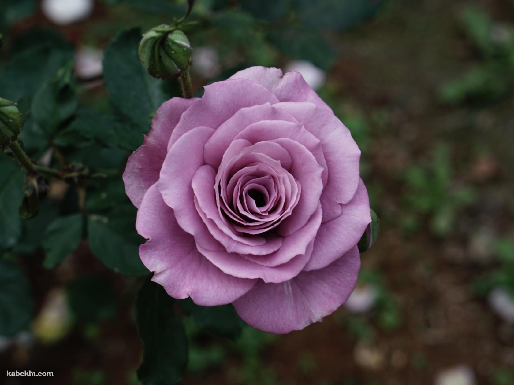 淡い紫の薔薇の花の壁紙(1680px x 1260px) 高画質 PC・デスクトップ用