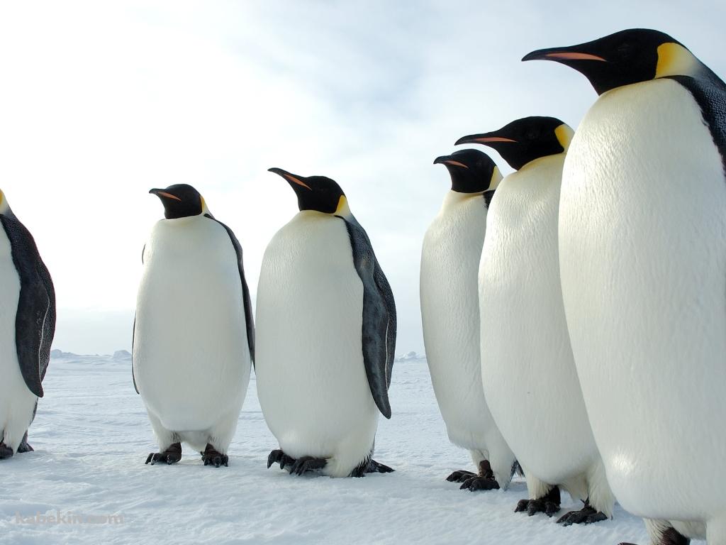 雪原に並んで立つ皇帝ペンギンの壁紙(1024px x 768px) 高画質 PC・デスクトップ用