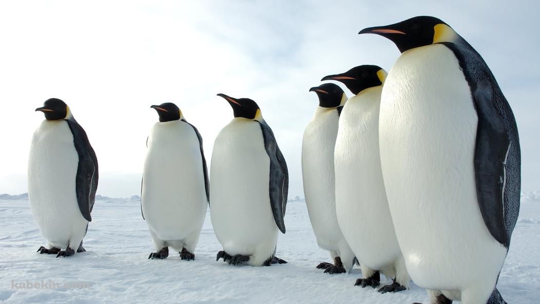 雪原に並んで立つ皇帝ペンギンの壁紙(1051px x 591px) 高画質 PC・デスクトップ用