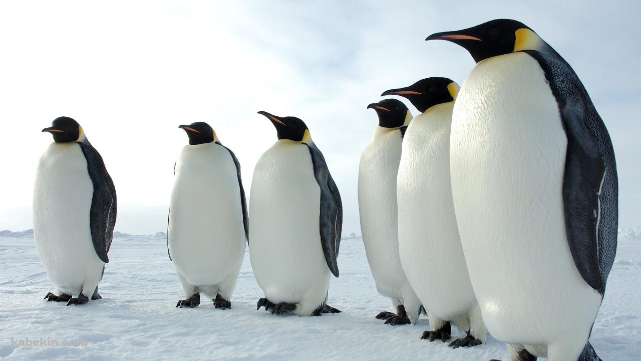 雪原に並んで立つ皇帝ペンギンの壁紙(1280px x 720px) 高画質 PC・デスクトップ用