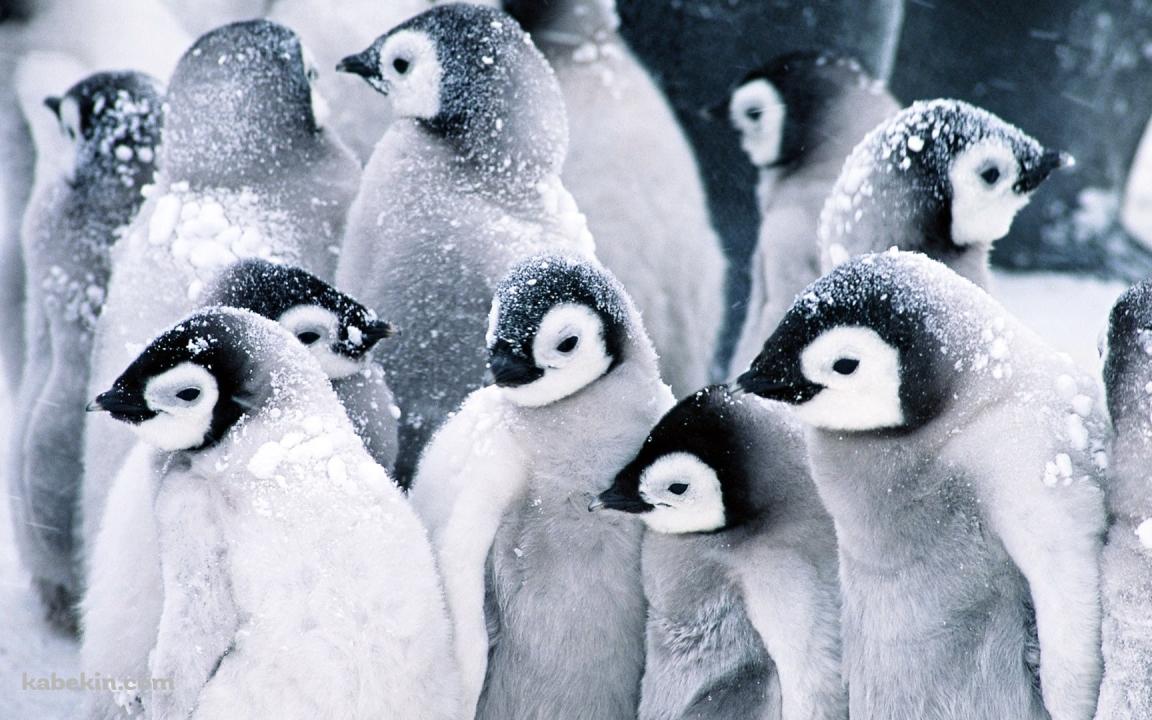 雪降る中、身を寄せ合うペンギンの群れの壁紙(1152px x 720px) 高画質 PC・デスクトップ用