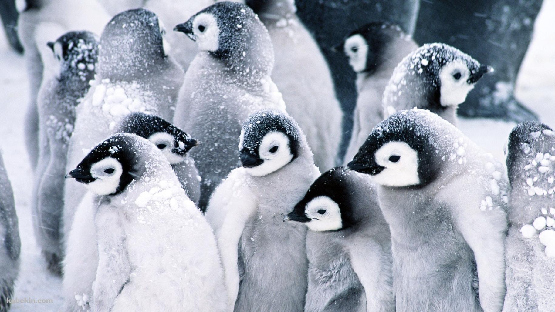 雪降る中、身を寄せ合うペンギンの群れの壁紙(1829px x 1029px) 高画質 PC・デスクトップ用