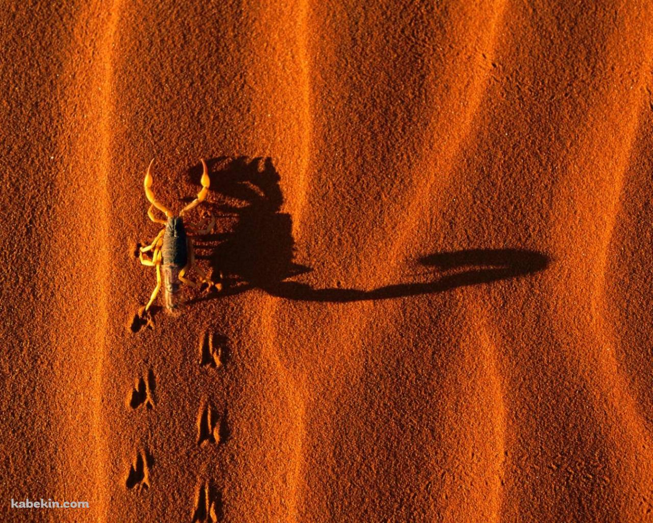 赤い砂漠を歩くサソリの壁紙(1280px x 1024px) 高画質 PC・デスクトップ用