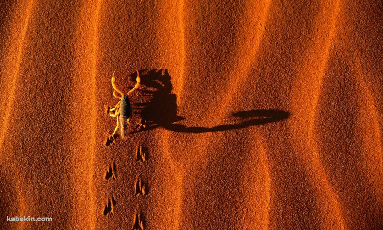 赤い砂漠を歩くサソリの壁紙(1280px x 768px) 高画質 PC・デスクトップ用