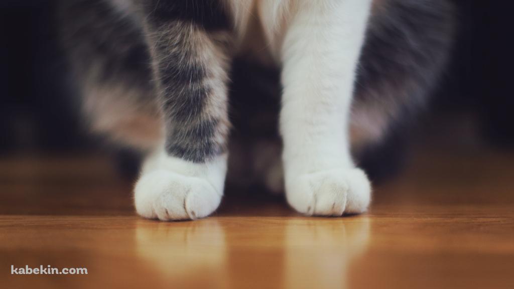 フローリングに座る猫の脚のアップの壁紙(1024px x 576px) 高画質 PC・デスクトップ用